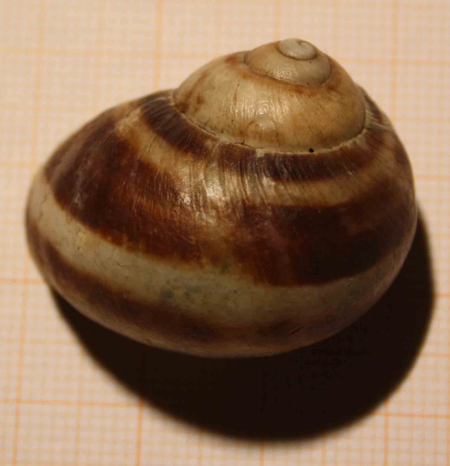 tutti esemplari di cornu aspersum?